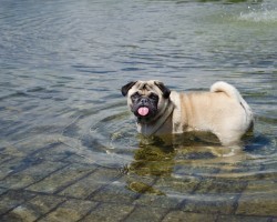 How to Prevent Your Pooch From Getting Leptospirosis. Yes, Leptospirosis!