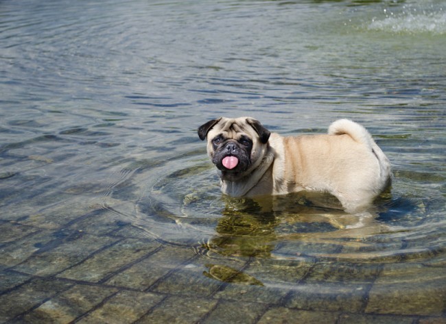 pug in a pond