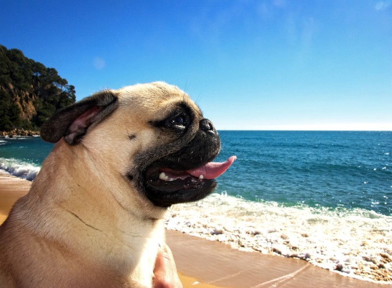 pug beach