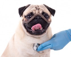 A Common Heart Condition That Could Affect Your Dog