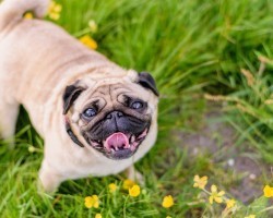 15 Real-to-Life Personality Traits You Likely Didn’t Know About Pugs