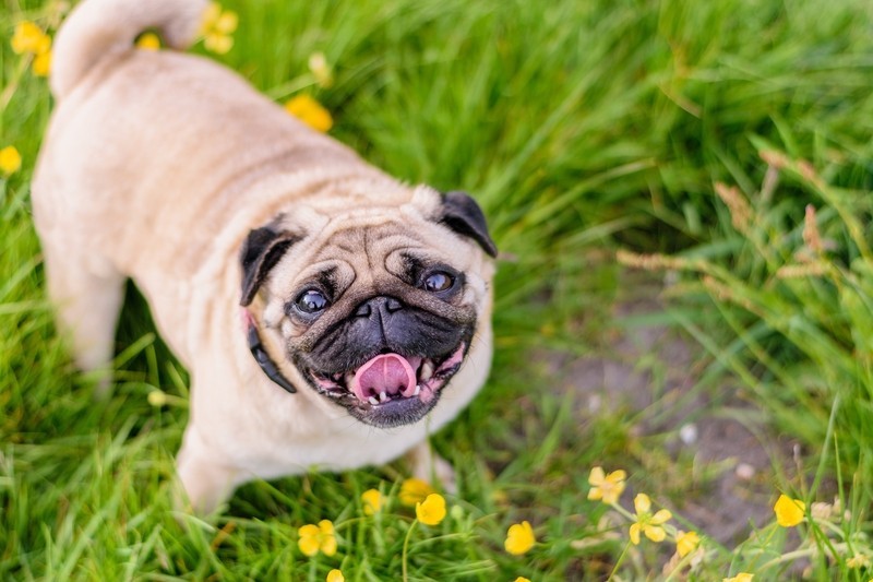 summer pug