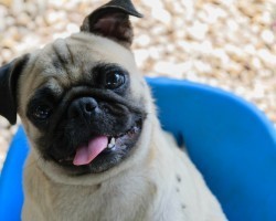 5 Revealing Signs That Your Dog is Playing You for a Sucker