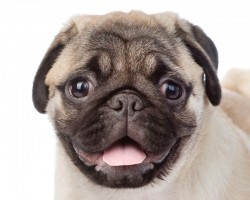 8 Doggie Breeds That Live the Longest