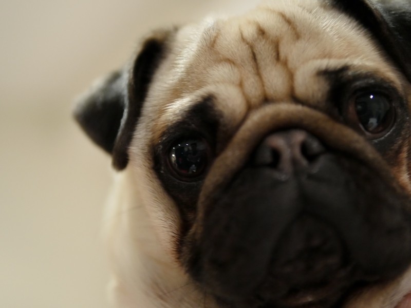 close up of a Pug's face