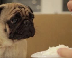 (VIDEO) The Pug Food Critic is Back! Now See What He Disses and LOVES to Pieces!