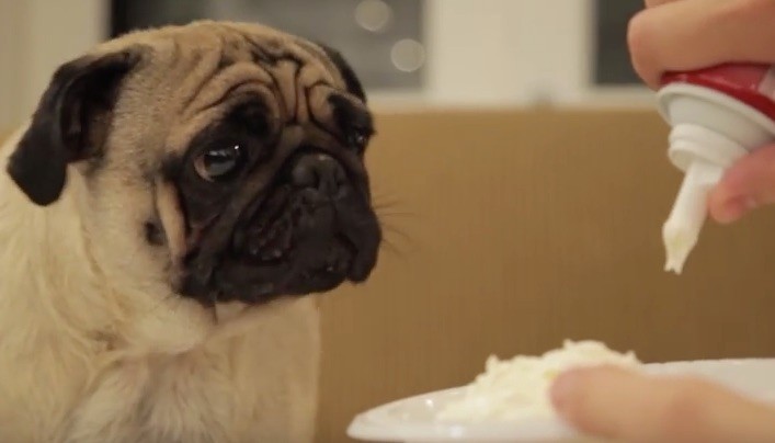 pug foodie