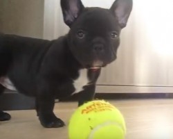 (VIDEO) It’s This Puppy’ First Day at Home. Now Watch Him Have a Cute Spazz Attack All Over the House!