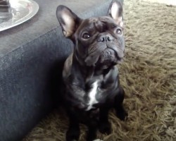 (VIDEO) This Frenchie REALLY Wants Some Attention. What He Does to Get His Own Way? What a Cry Baby! LOL!