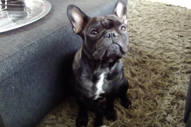 frenchie crying