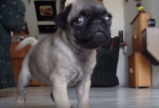 (VIDEO) This Dog Dad Asks His Pug if She’s Hungry. How She Replies? This is SO Cute!