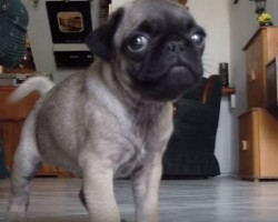 (VIDEO) This Dog Dad Asks His Pug if She’s Hungry. How She Replies? This is SO Cute!
