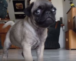 (VIDEO) Watch How a Dad Asks His Pug if She’s Hungry. Her Response? Beyond ADORABLE!