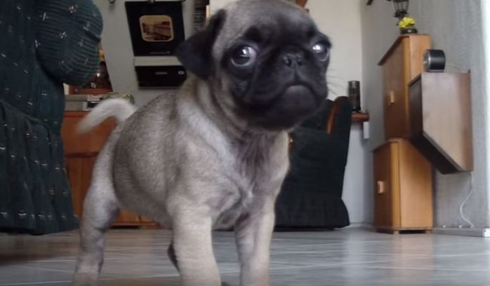 hungry pug puppy