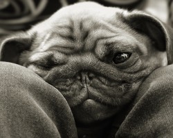 10 Realities New Pug Owners Should Learn to Accept