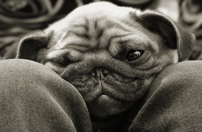 lonely black and white pug