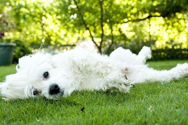 maltese on the grass