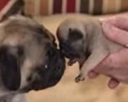 (VIDEO) Pug Mom Gives Birth to TEN Puppies! When You See Them All? Your Heart Will Melt!