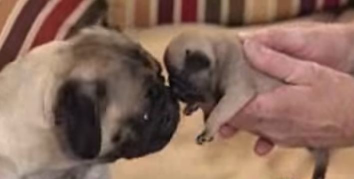 mom and puppy