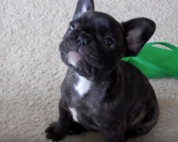 (VIDEO) 8-Week-Old Frenchie Puppy Will Melt Your Heart. Now I Want One too! Aww!