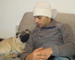 (VIDEO) Pug Leans in to Cuddle With Dad. When Dad Moves Away? This Will Melt Your Heart, Guaranteed!