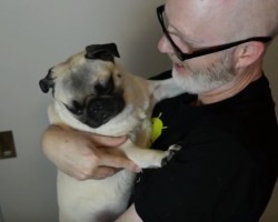 (VIDEO) Dad Moves in to Kiss His Pug. When You See His Fur Child’s Reaction? I Still Can’t Stop Laughing!