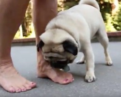 (VIDEO) This Pug Goes After His Mom’s Toes. How She Responds? This Is too Funny!