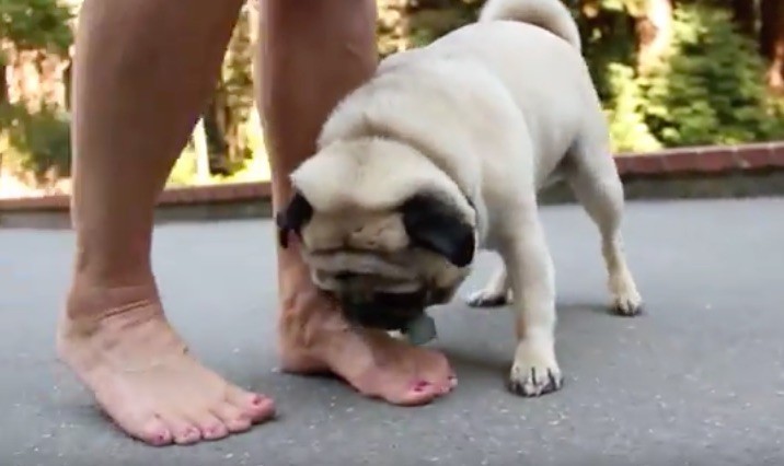 pug attack