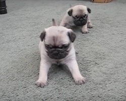 (VIDEO) 4-Week-Old Pugs Will Totally Make Your Day Bright
