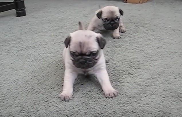 pug babies