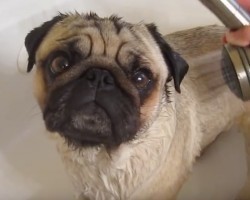 (VIDEO) Minnie the Pug Says NO WAY to Bath Time. Watch How She Stages Her Get Away…