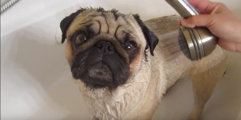 pug bath