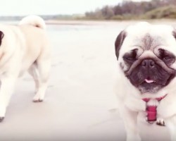 (VIDEO) Having a Bad Day? Here’s a Video of Rescued Pugs Living it Up at the Beach!