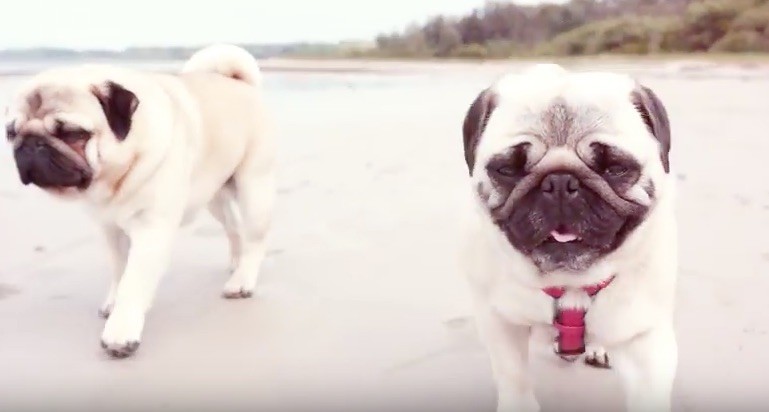 pug beach