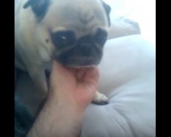 (VIDEO) This Pug LOVES Chin Rubs. Just How Much? Wait Until You Watch THIS! LOL!