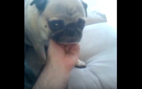 pug chin