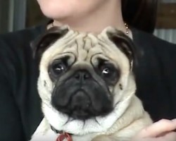 (VIDEO) Wait Until You See This Pug’s Crazy Freak Out Moment… OMG!