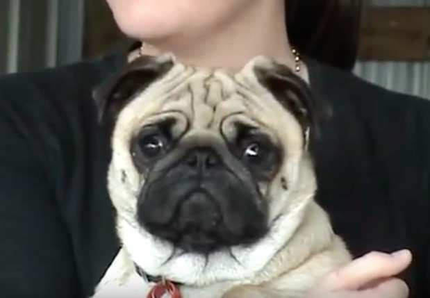 pug crazy