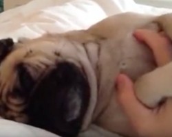 (VIDEO) This Pug Receiving Affection From His Owner Will Totally Make Your Day. It Did Mine!
