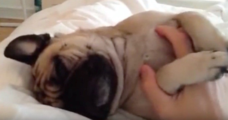 pug cuddle