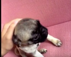 (VIDEO) Why This Video is PERFECT at Reminding Us it’s All About Pugs… Not Drugs!