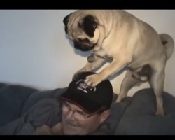 (VIDEO) This Pug is Obsessed With Hats. When You See What He Does With His Dad’s Hat? I Can’t Stop Laughing!