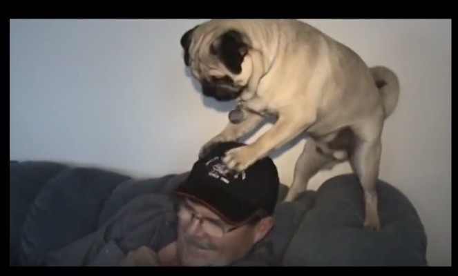 pug hat