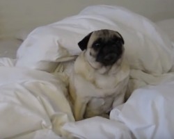 (VIDEO) Stop Whatever You’re Doing and Watch This Funny Pug Bark and Howl!