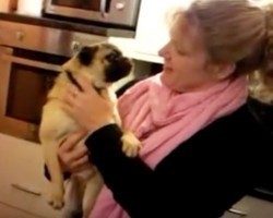(VIDEO) Pug Wants a Hug REAL BAD. What He Does to Get That Hug? OMG, This is Crazy!