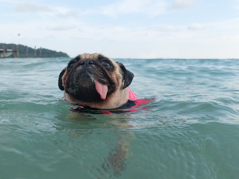 pug in the water