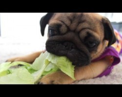 (VIDEO) You Are Cordially Invited to This Adorable Puppy’s Lettuce Party…