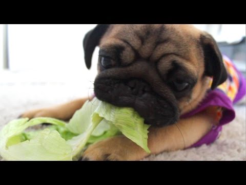 pug lettuce party