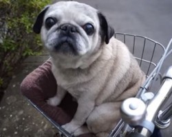 (VIDEO) Pug is All Ready to Go on a Bike Ride. Now Watch Him Have the Time of His Life!