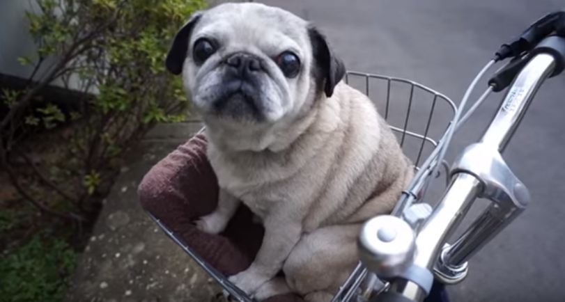 pug on a bike